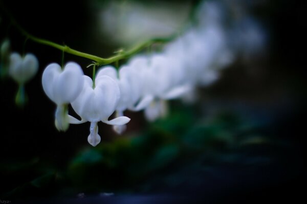 Belle fleur Blanche en forme de coeur