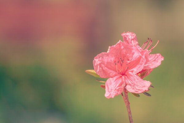 Colore reale del fiore di azalea