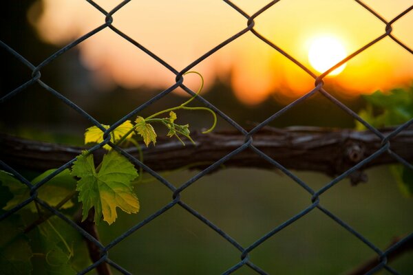 A bright sunset visible from behind the fence