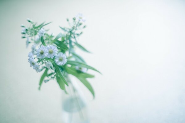 Fiori in vaso su sfondo bianco