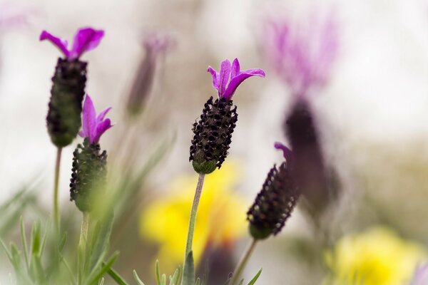 Makroaufnahme einer lila Blume