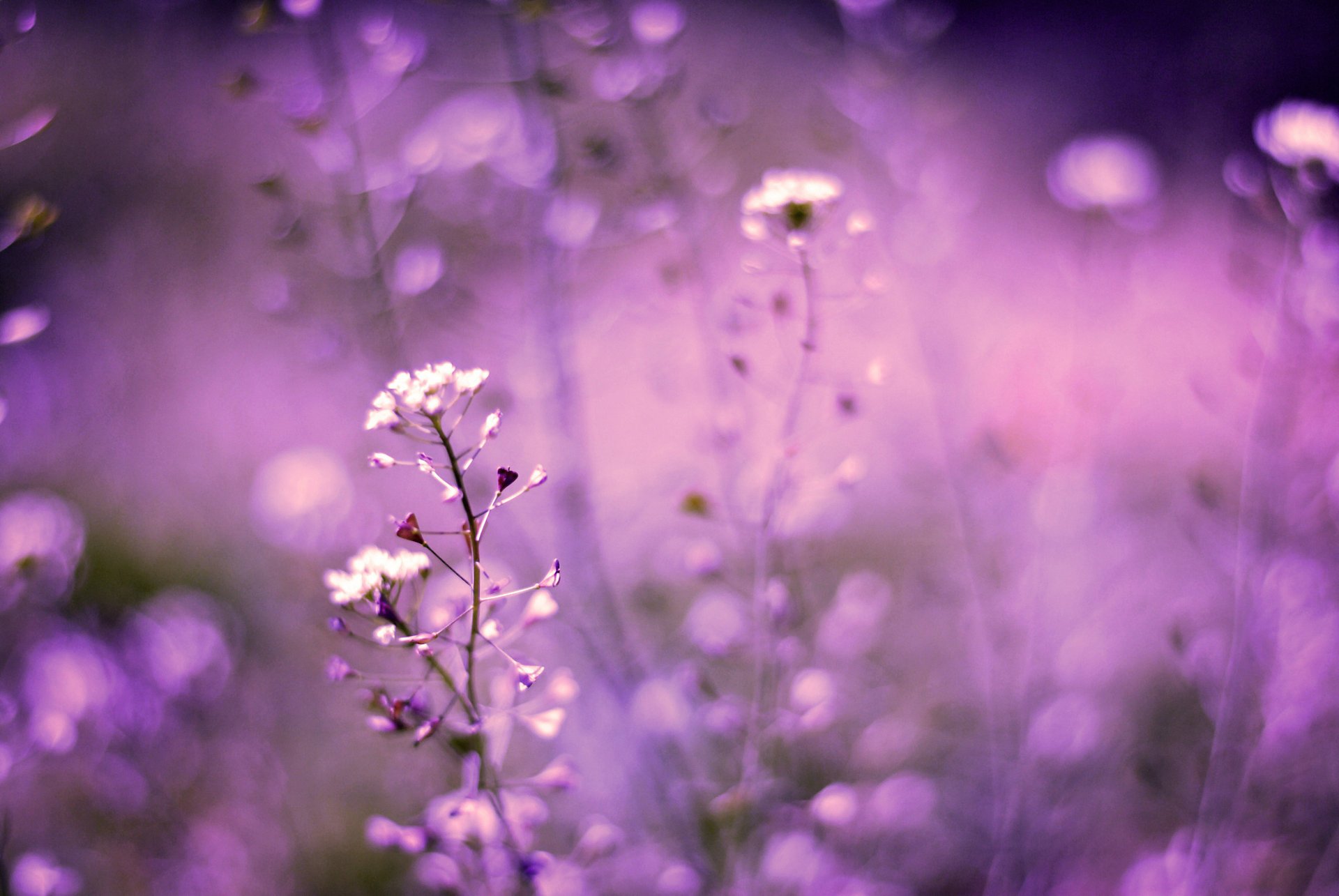 bokeh field blur flowers macro lilac