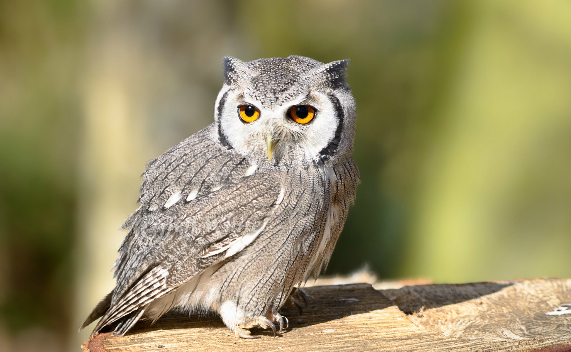 owl oiseau hibou look oiseau vue