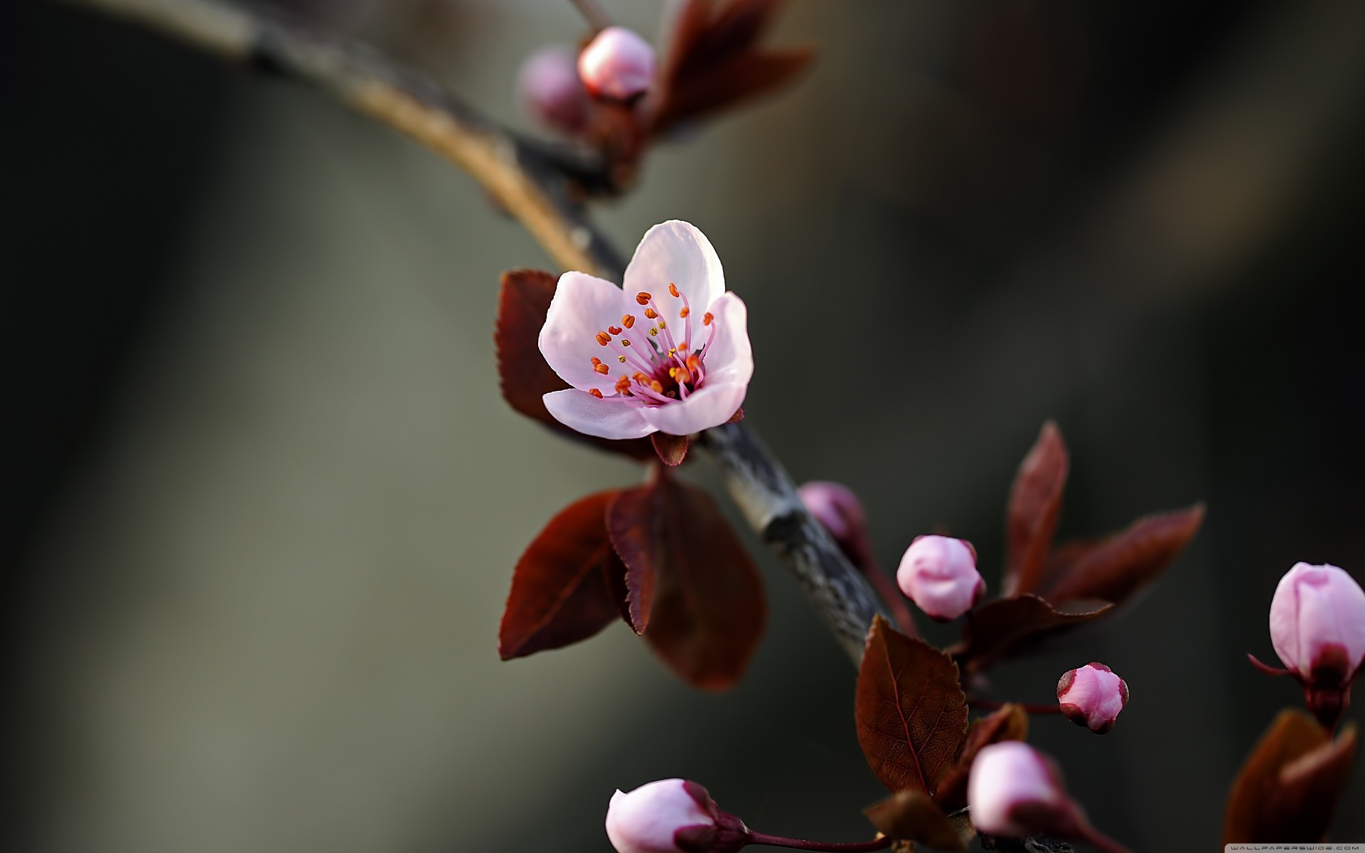 bourgeons feuille printemps branche violet belle printemps fleurs