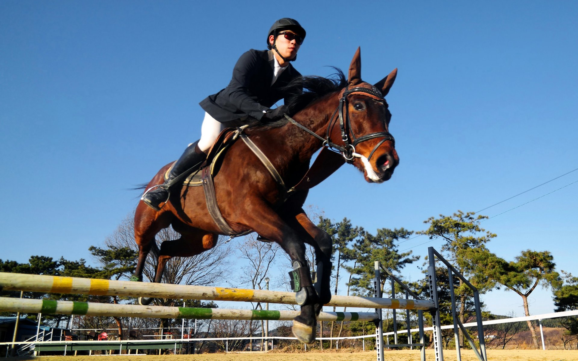 ecuestre salto ecuestre competencia competencia jinete jinete caballo superar obstáculos fondo de pantalla