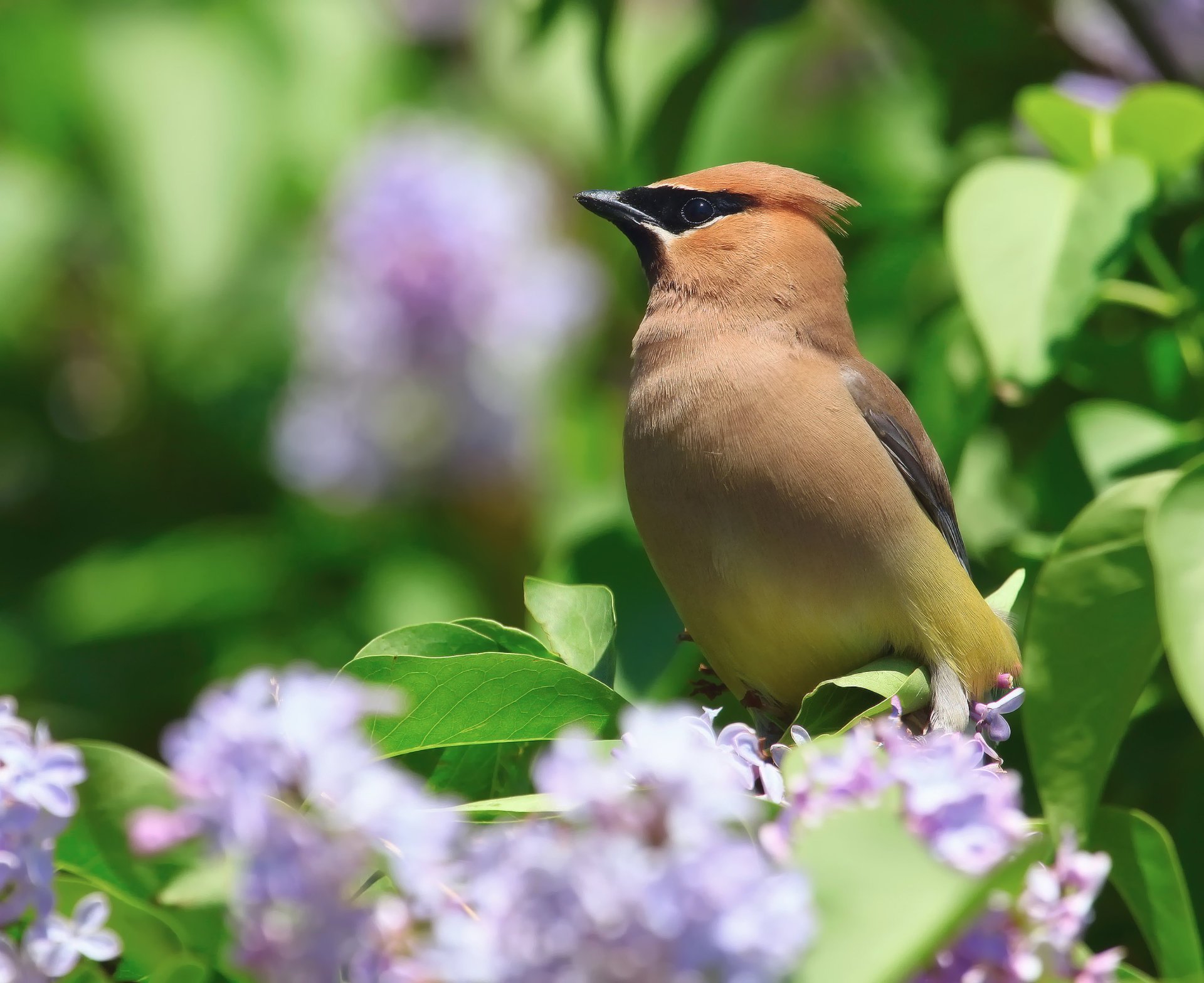 flowers bird nature bush spring the waxwing serene