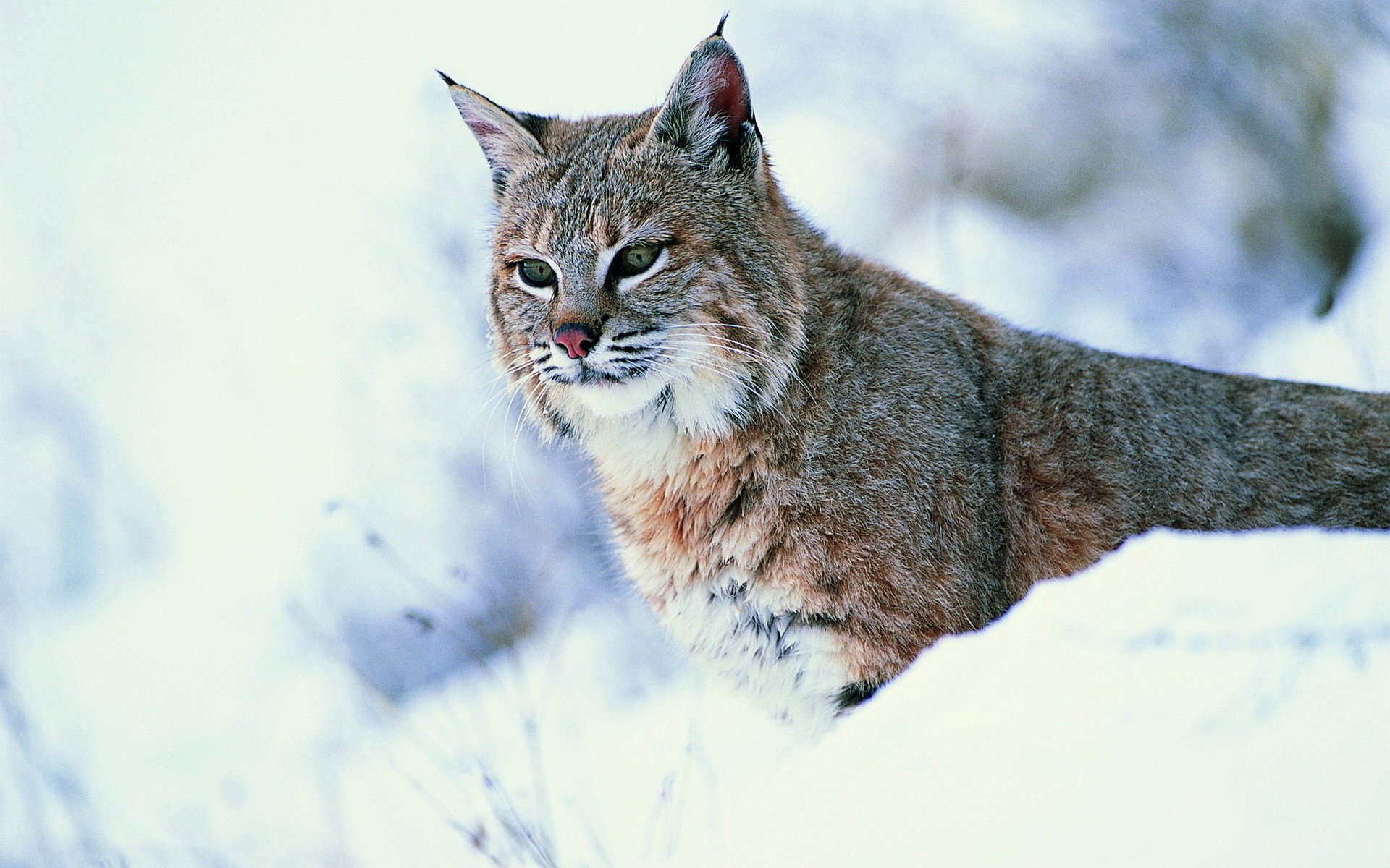 lince vista gato montés nieve