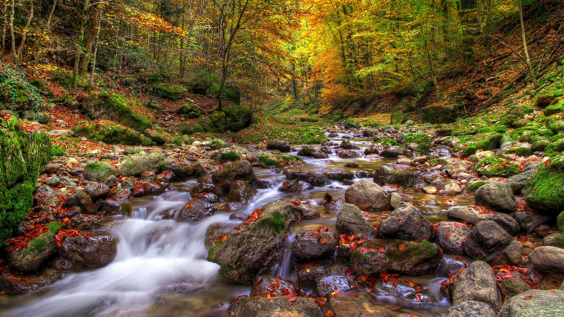 natur blätter bäume fluss wald wasser herbst steine