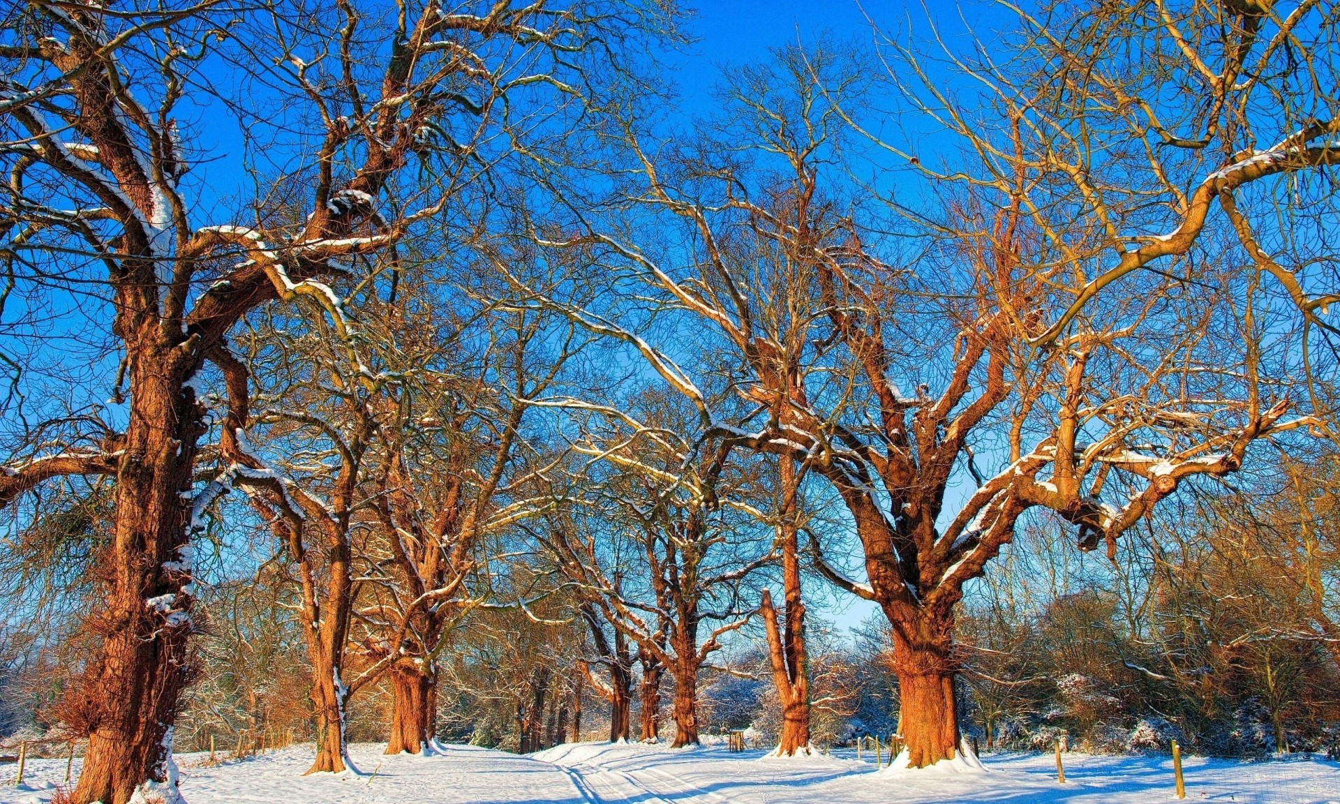 árboles invierno naturaleza