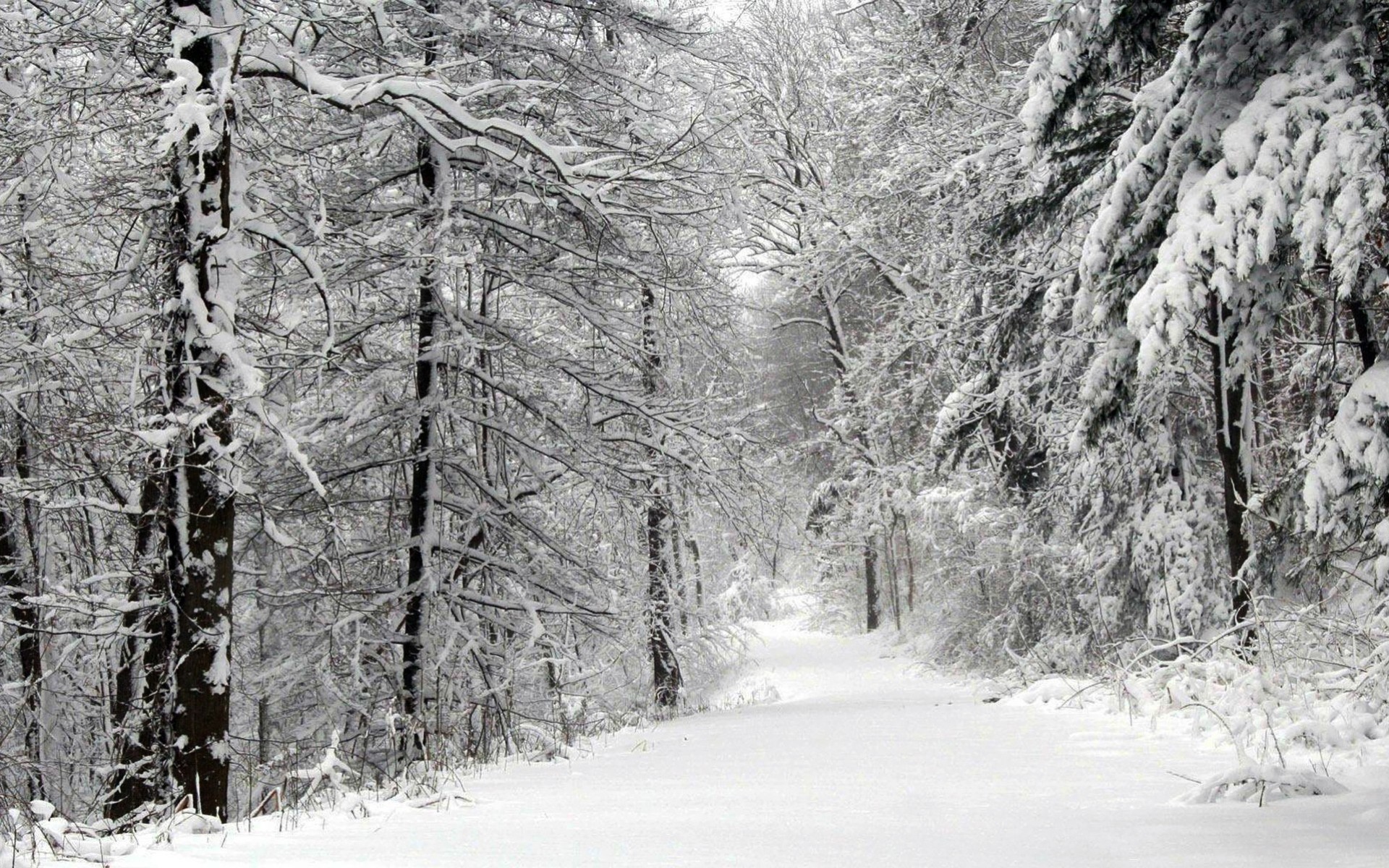 forest palm snow winter road