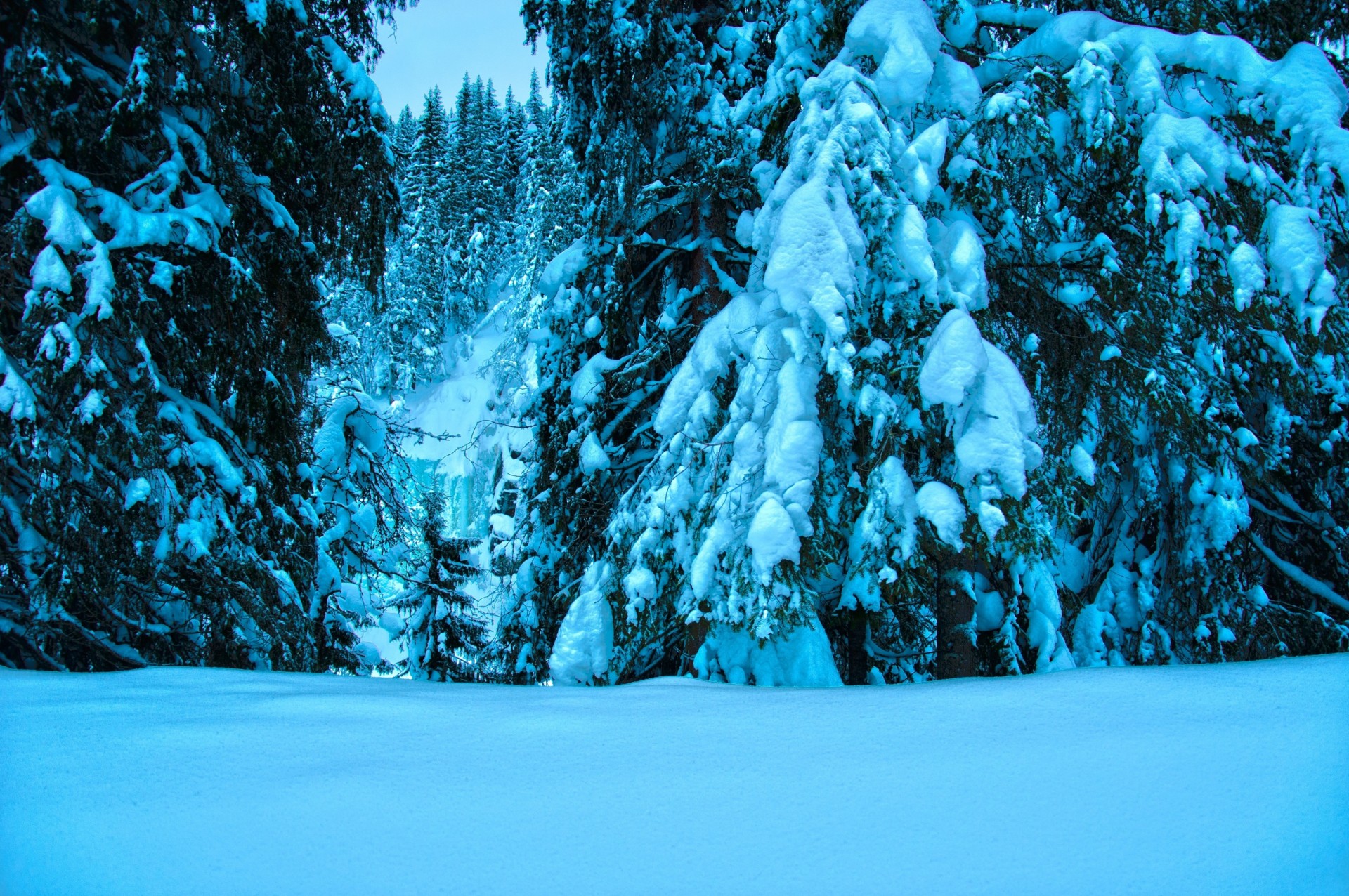 paesaggio alberi neve inverno cucciolo