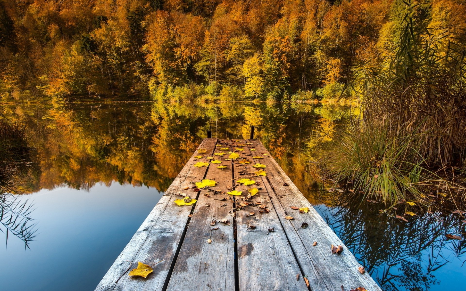 blatt herbst brücke see natur