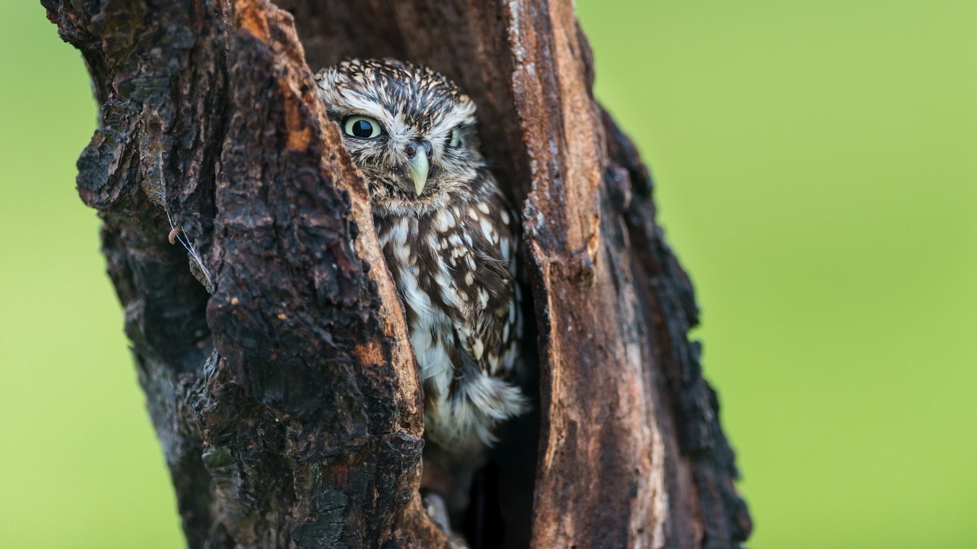 arbre creux fond nature hibou