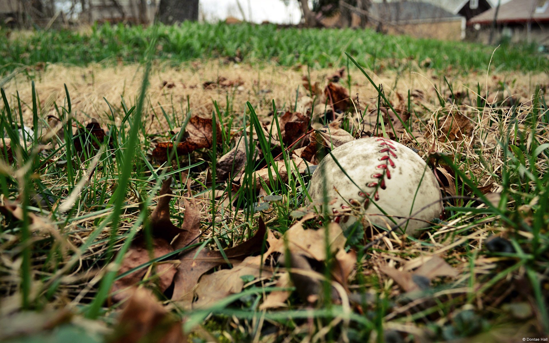 baseball sport champ