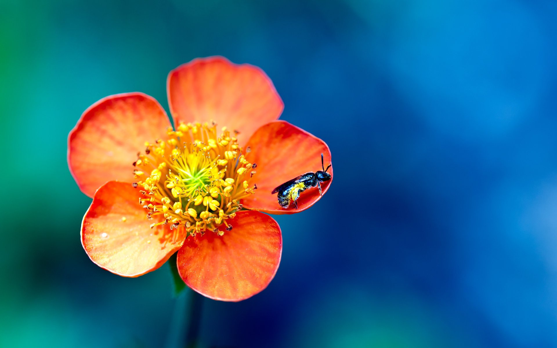 macro flower osa paint bokeh insect petal