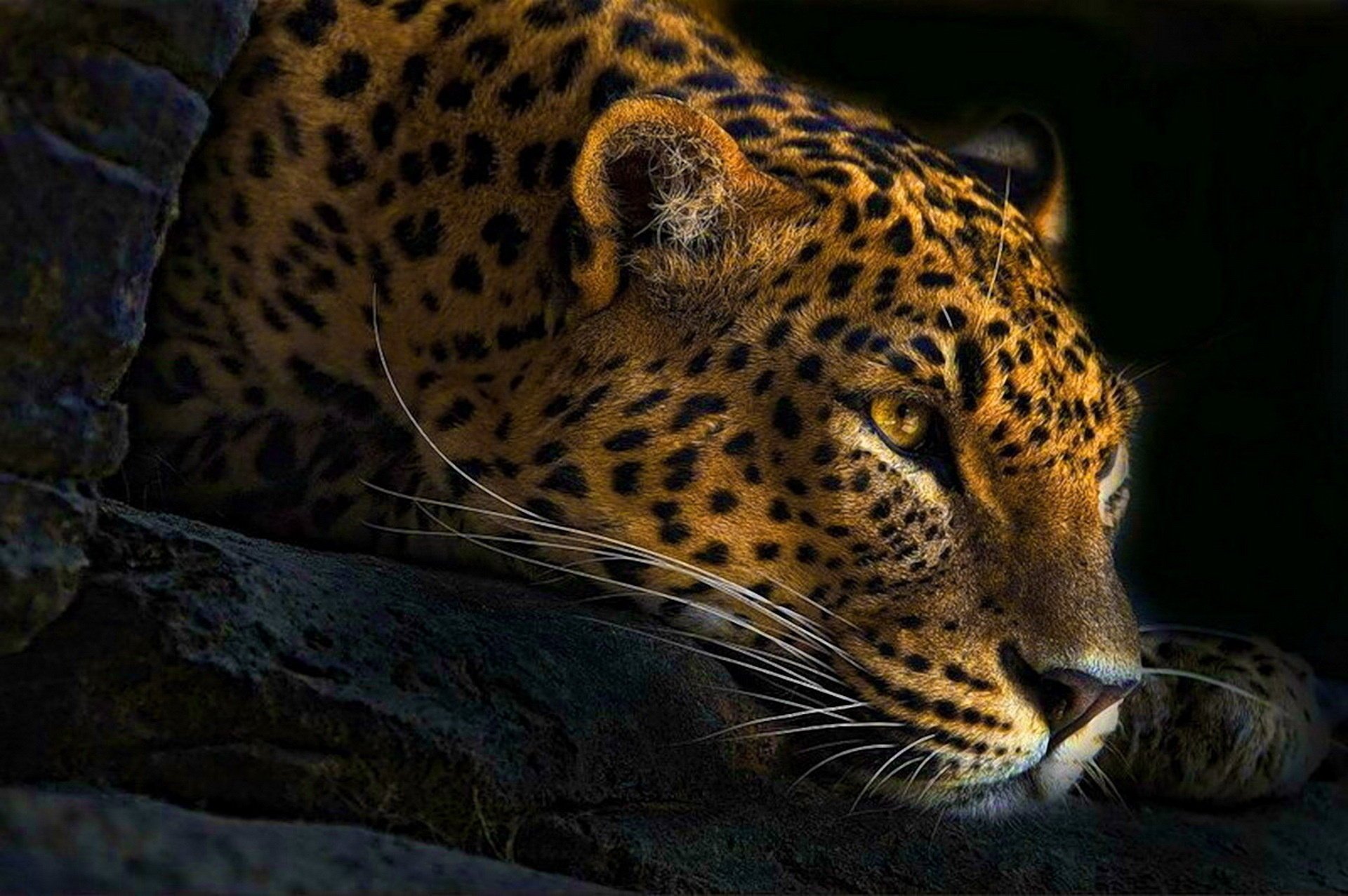 leopard liegt schnurrbart blick pfote dunkler hintergrund schnauze