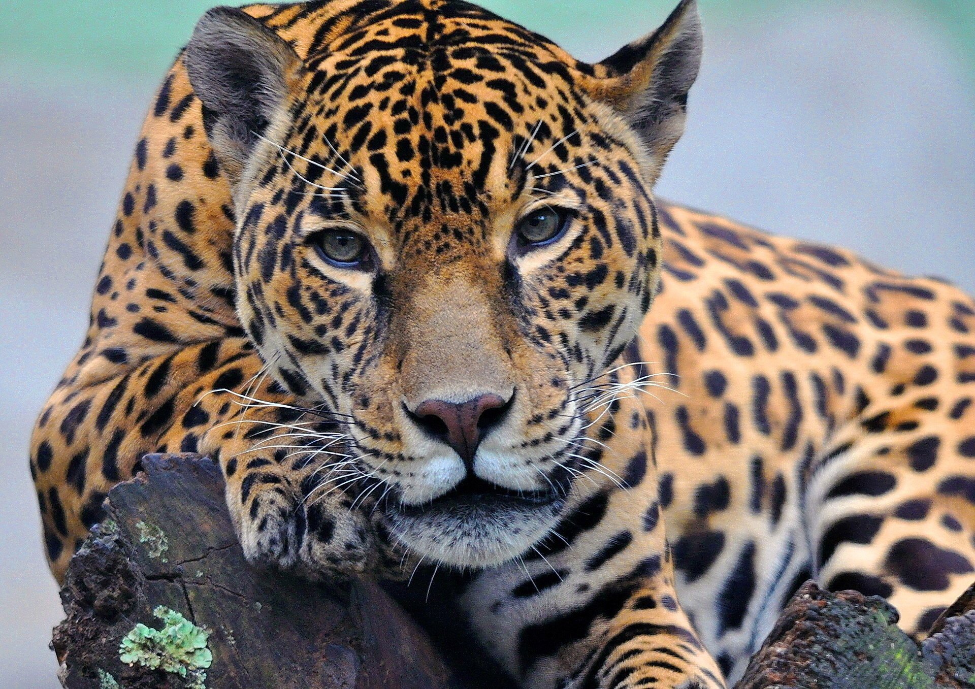 paw lies jaguar looks face