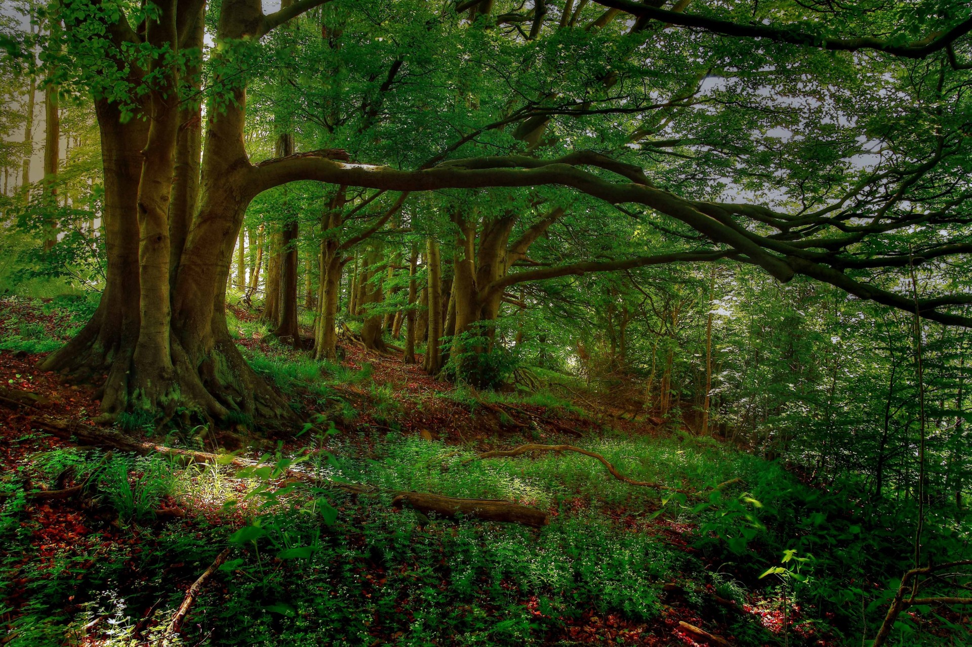 alberi paesaggio foresta