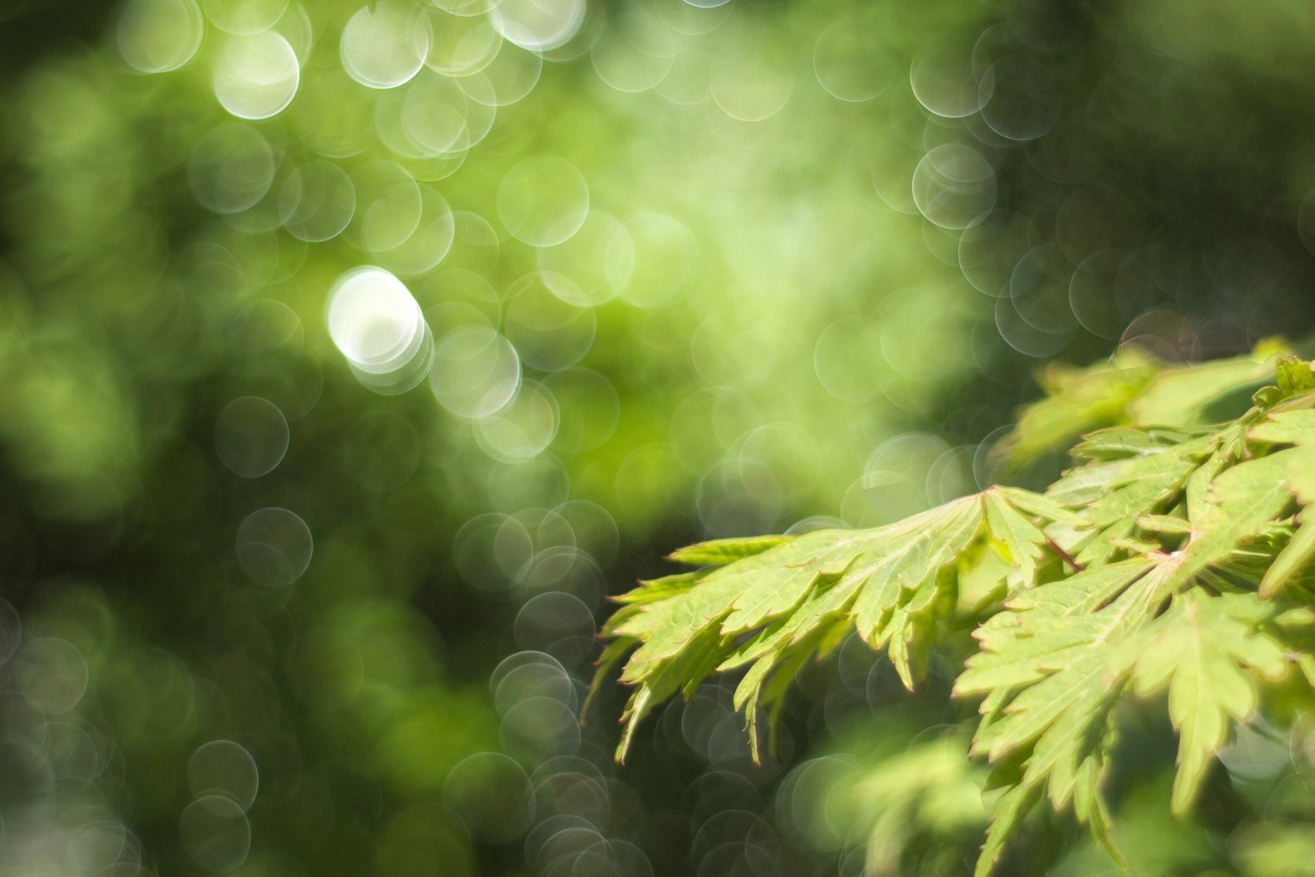 macro ramo verde fogliame primavera bokeh luci