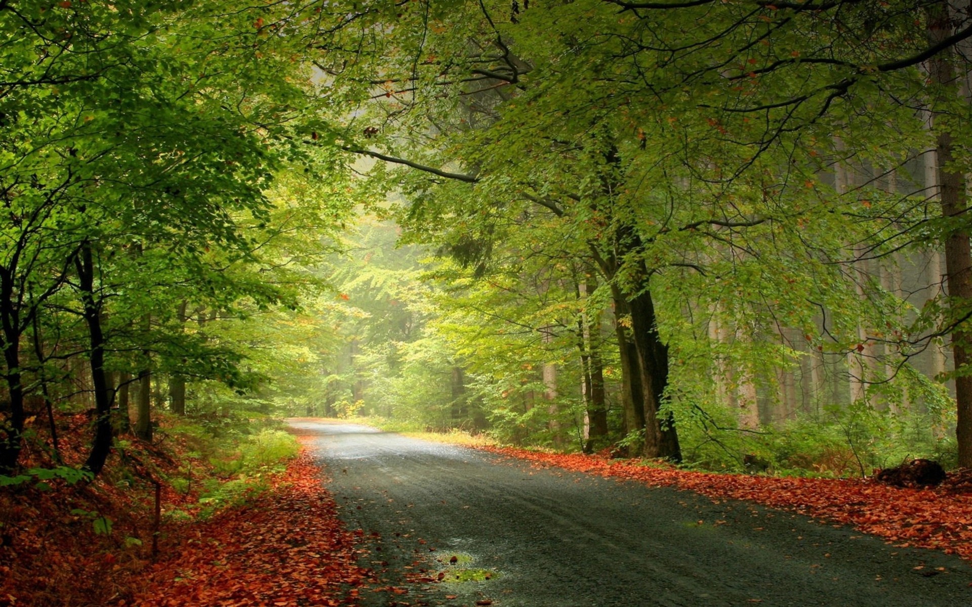 otoño carretera paisaje bosque