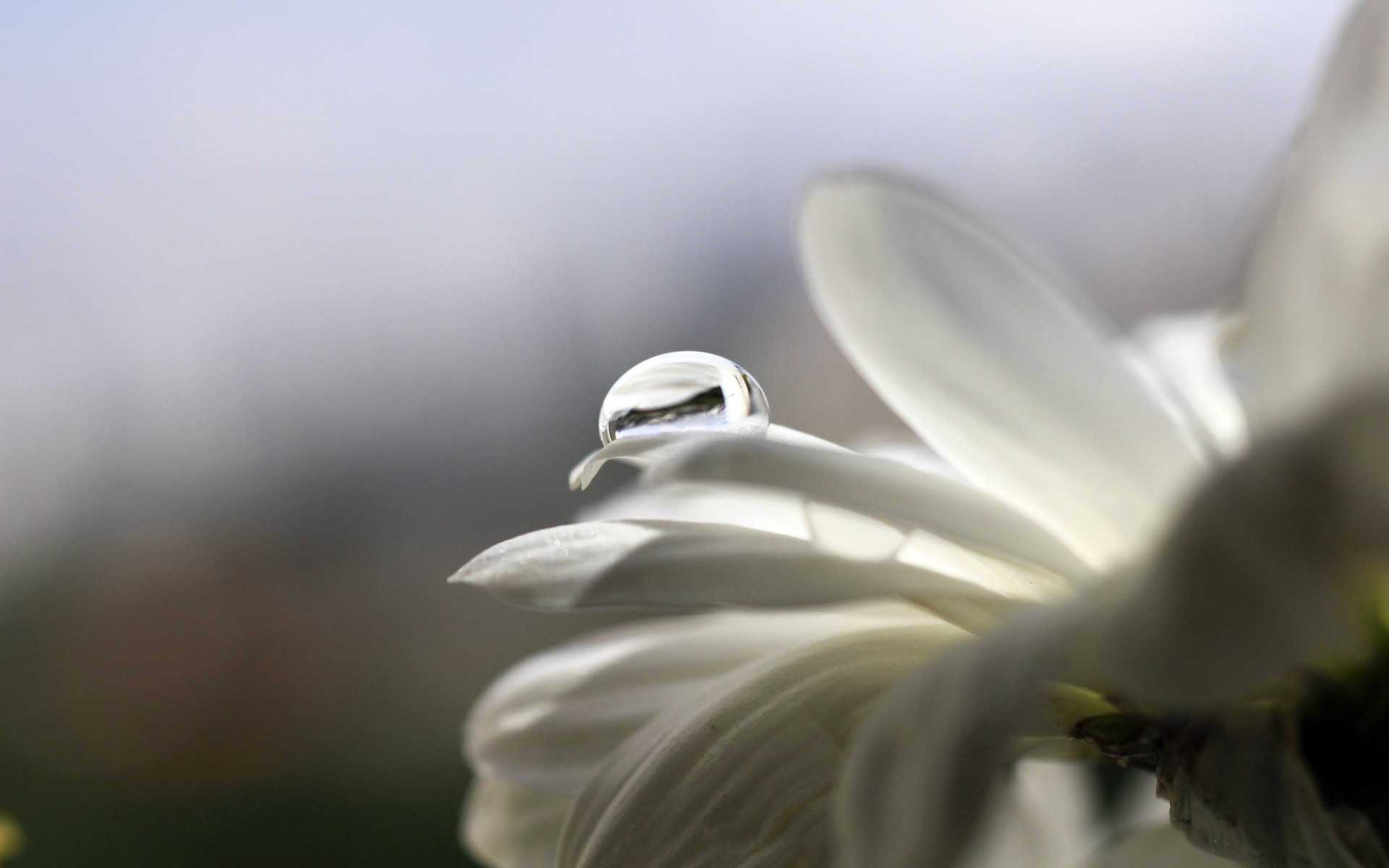 gocce acqua petali macro bianco rugiada