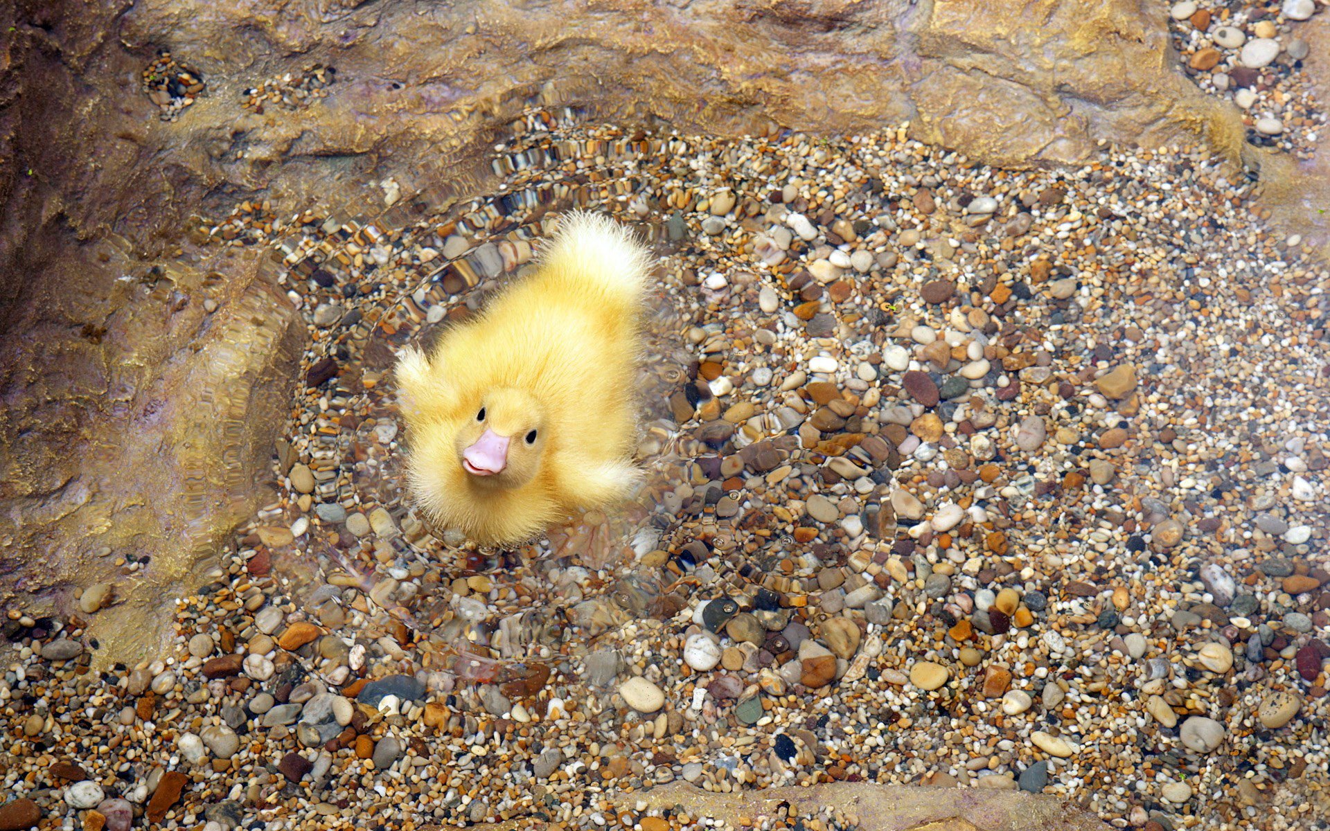 fondo pico amarillo piedras guijarros pelusa agua patito pájaro