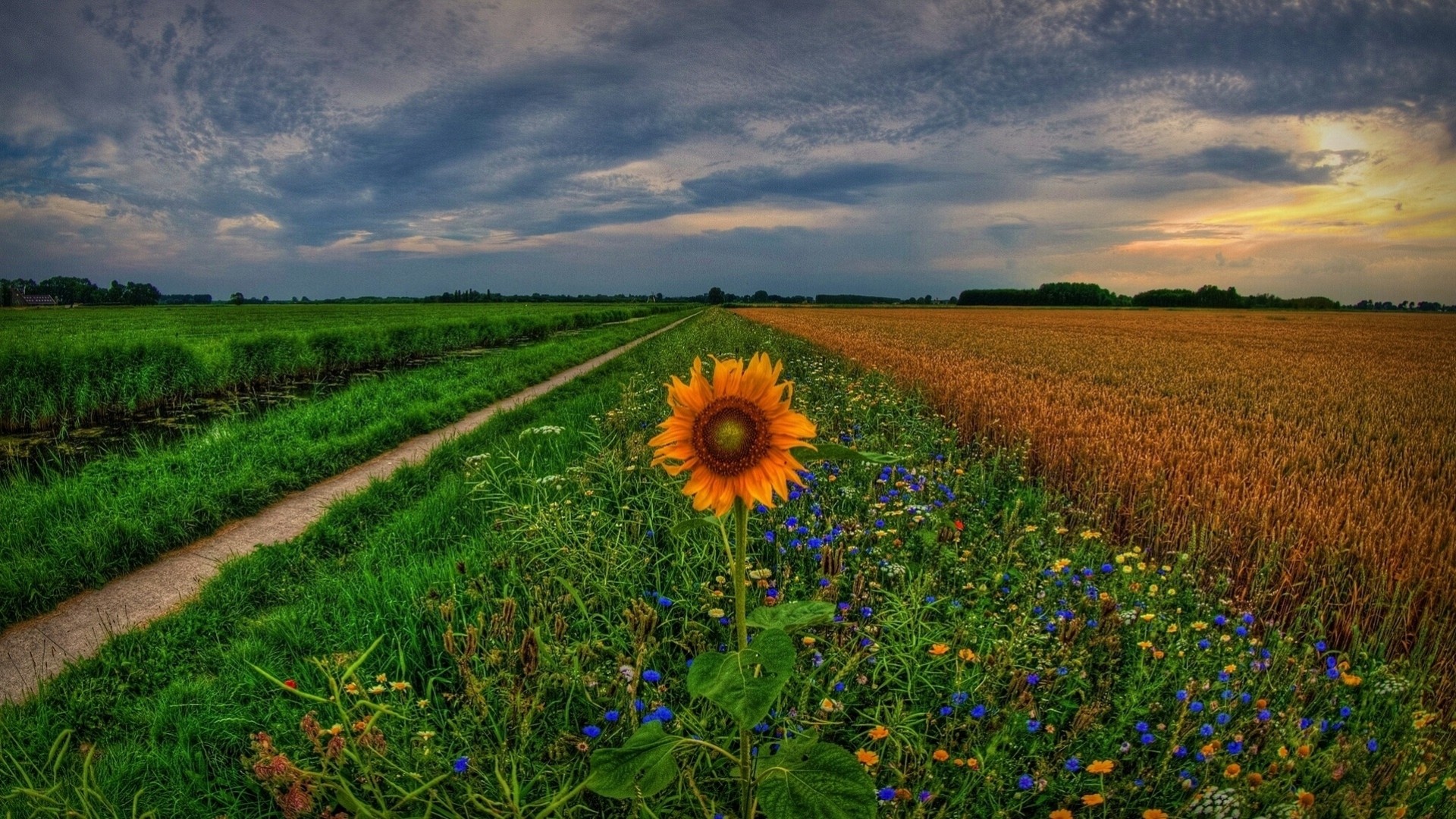 groningen holland verfolgen sonnenuntergang niederlande blumen feld sonnenblumen