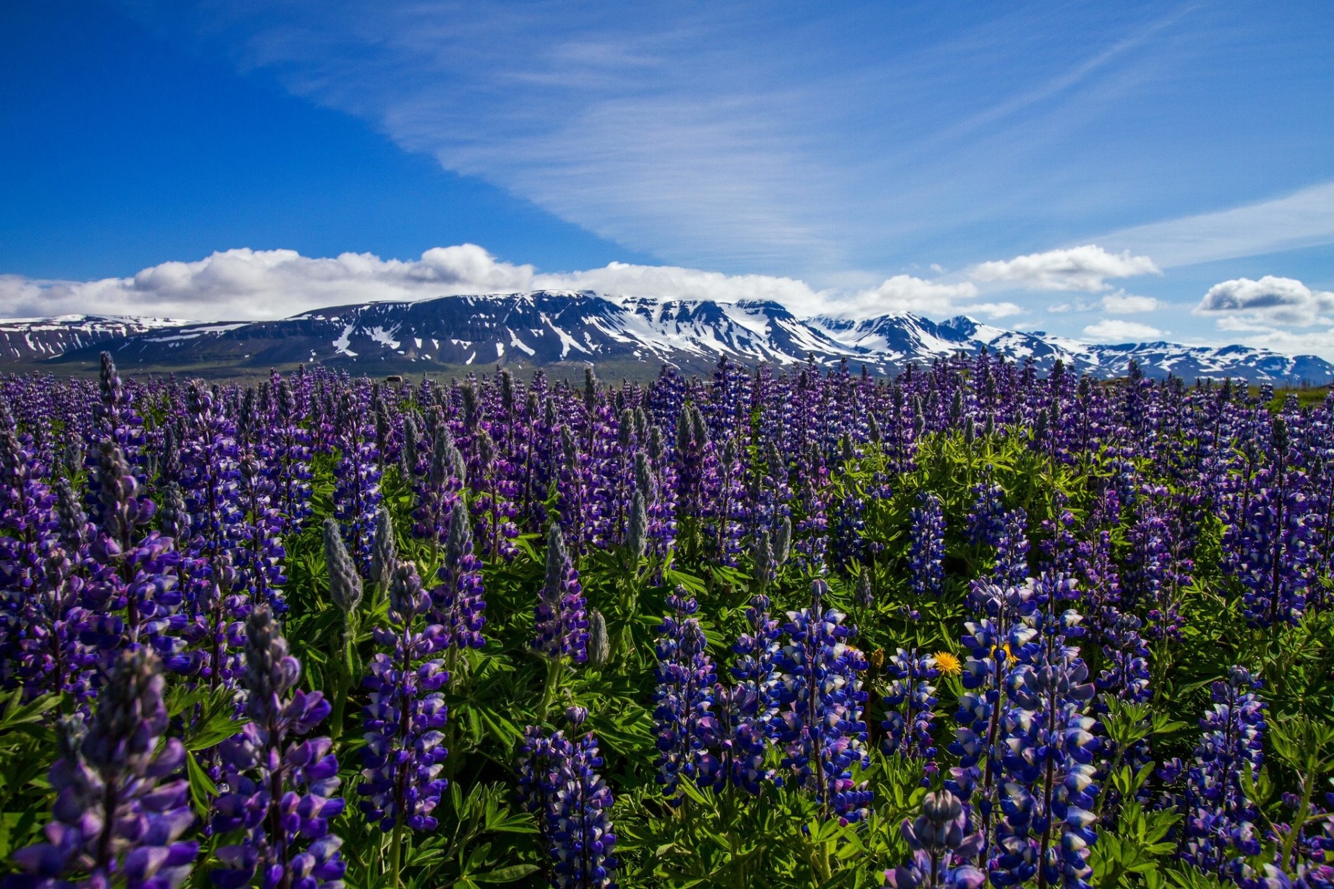 flores lupinos montañas islandia prado