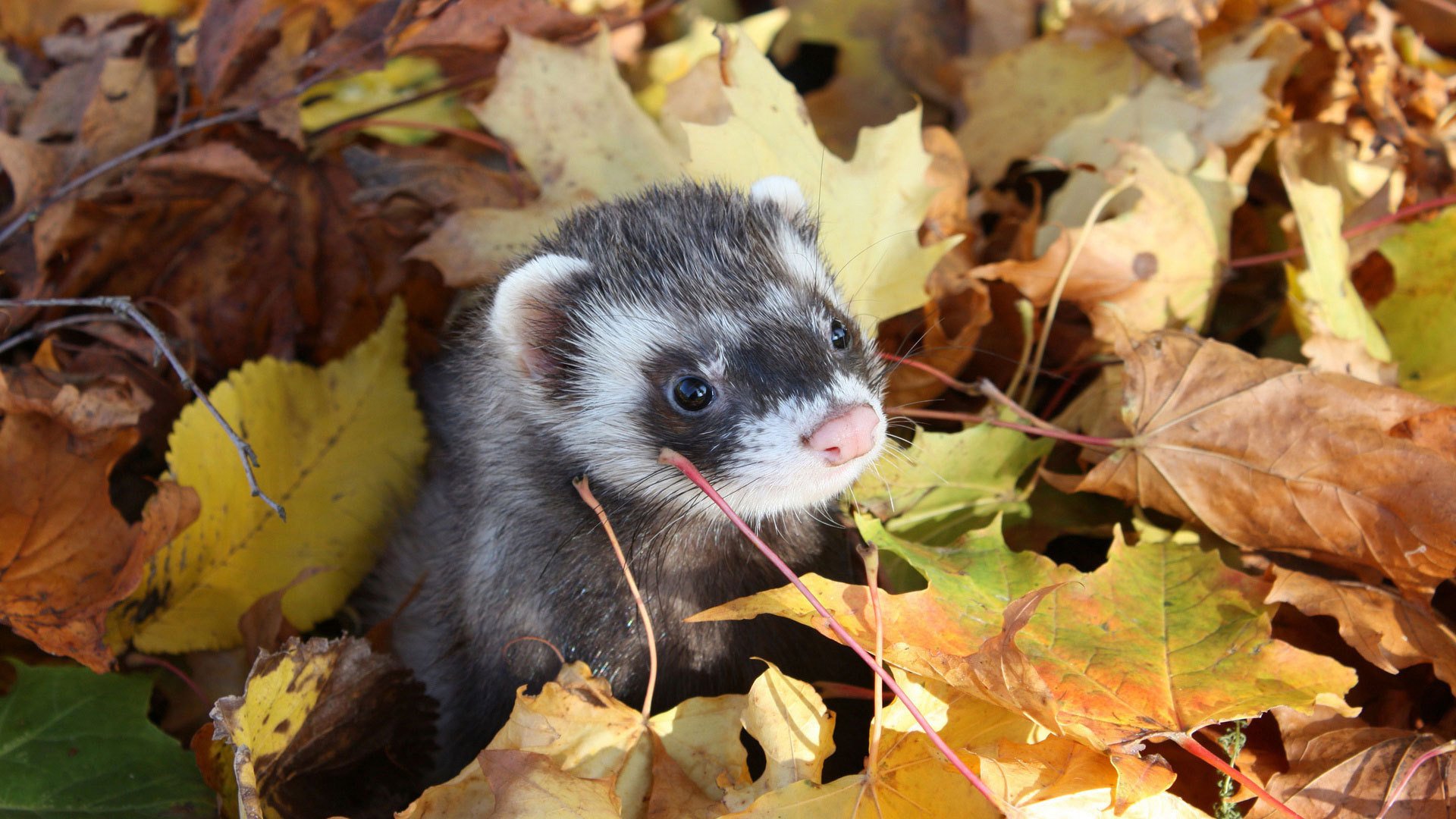 furet furet automne feuilles museau