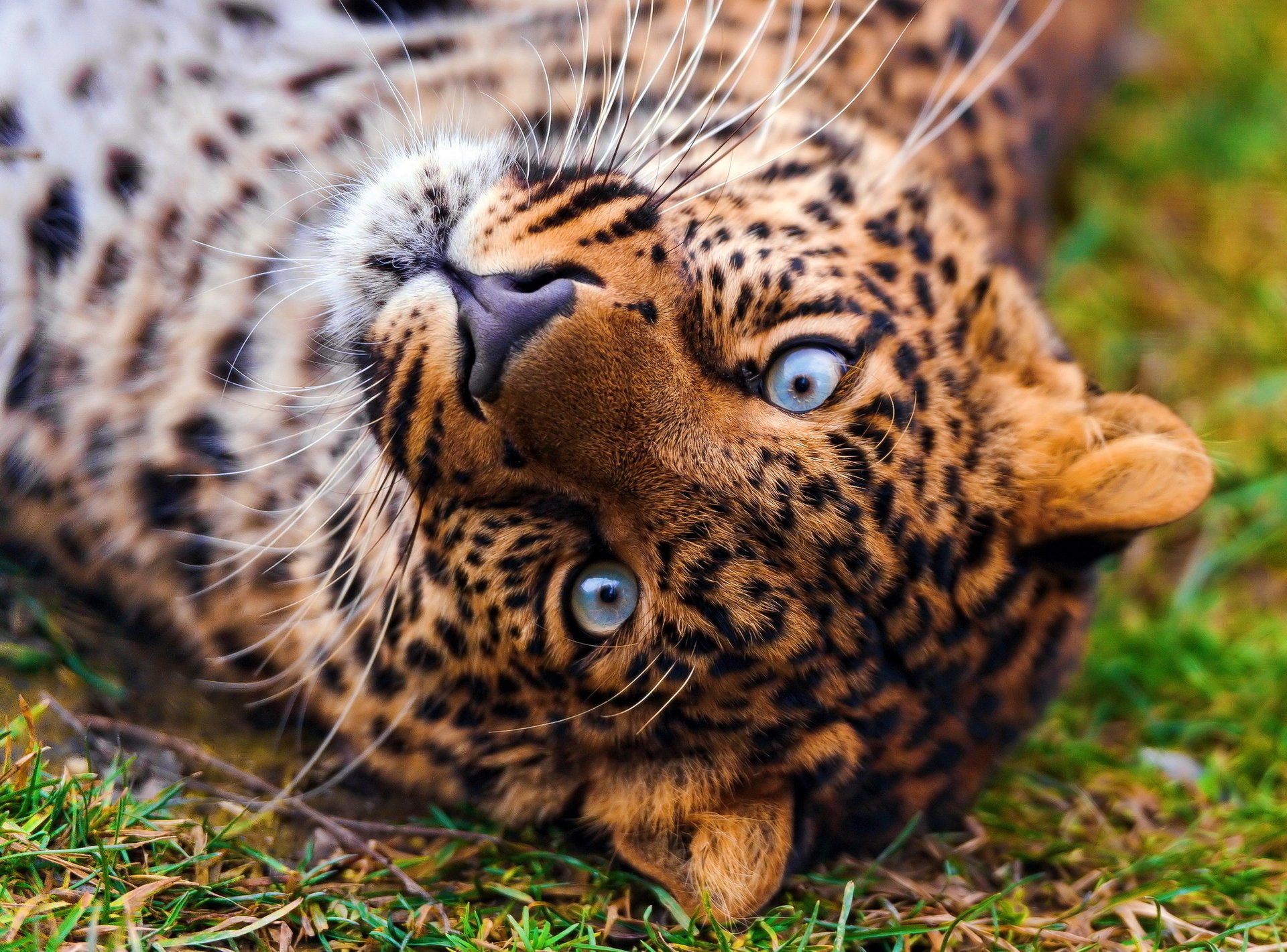 leopard looking muzzle beautiful leopard panthera pardus lying