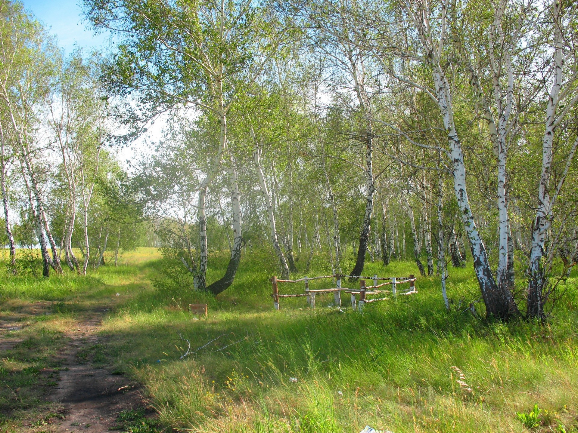 verde kazakistan foresta alberi estate betulla vacanze silvicoltura