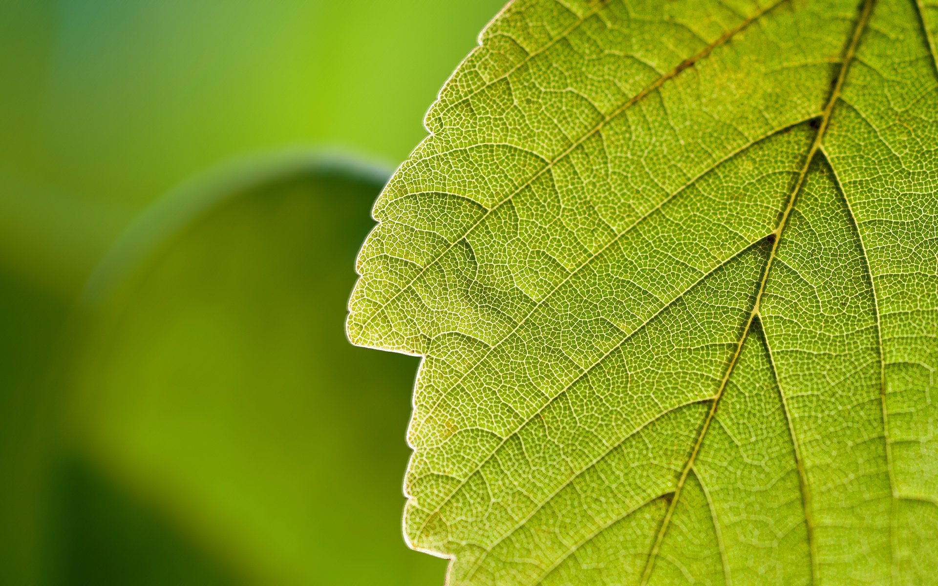 feuille nature verdure gros plan