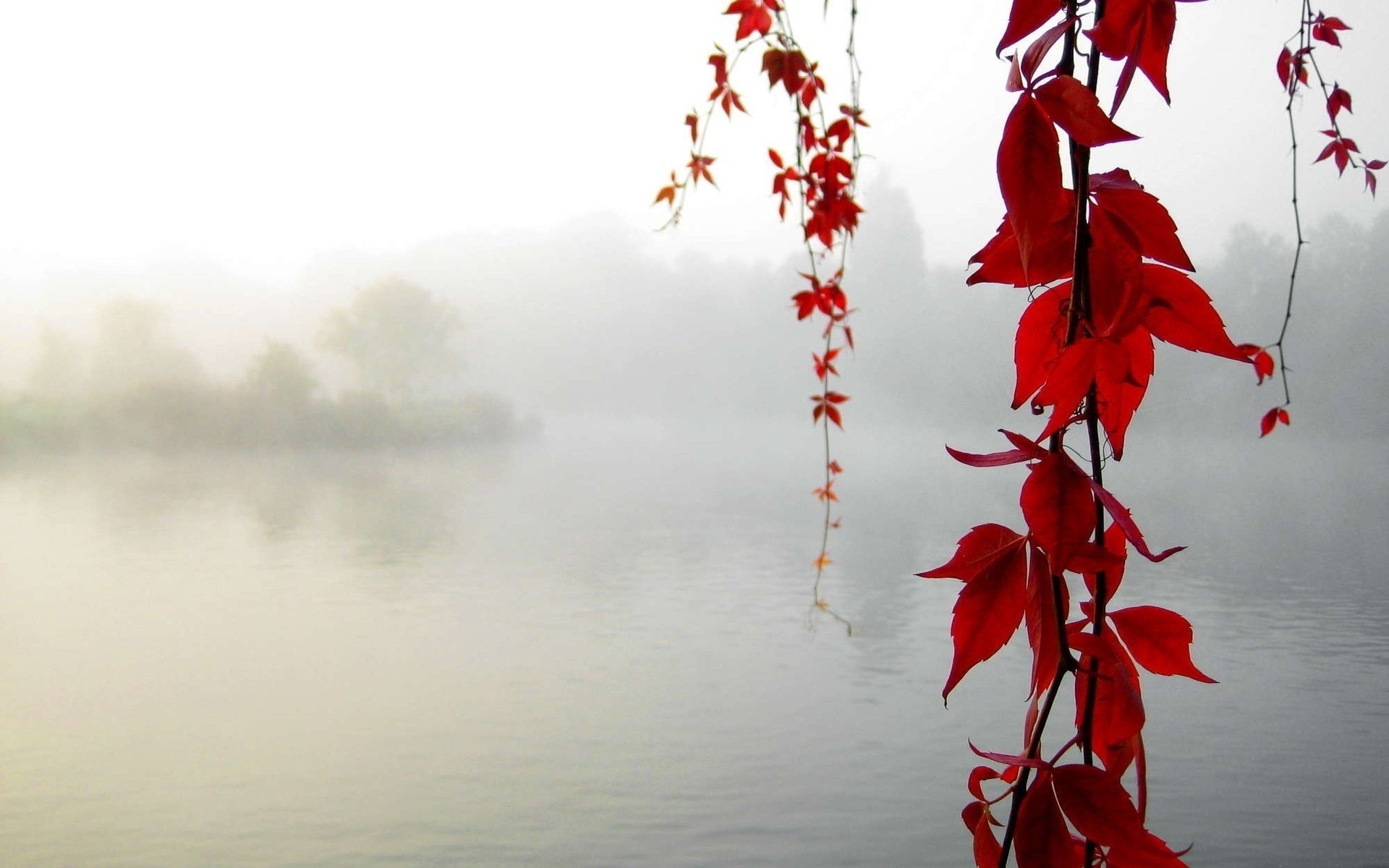 automne feuille rouge