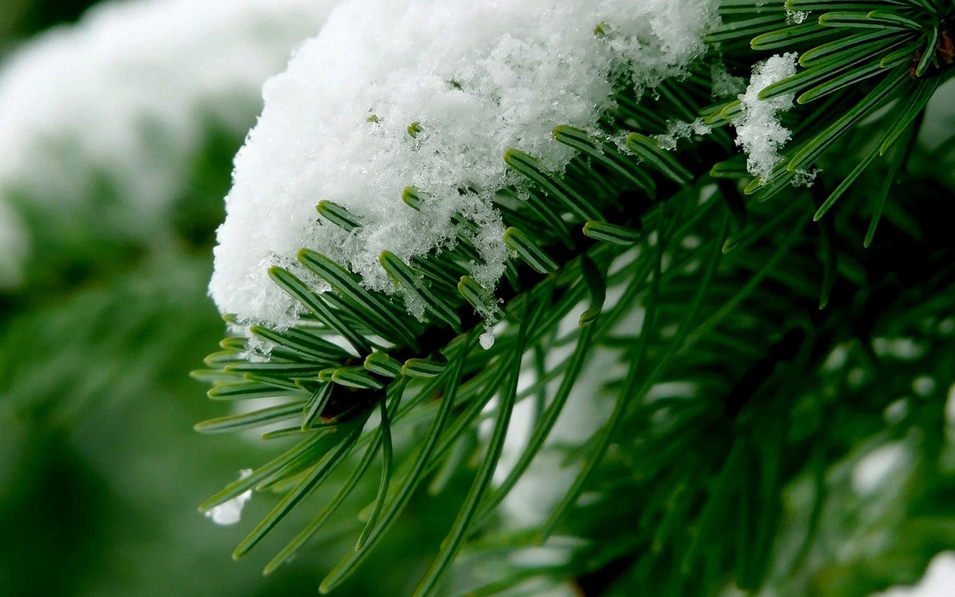 gros plan palmiers neige hiver