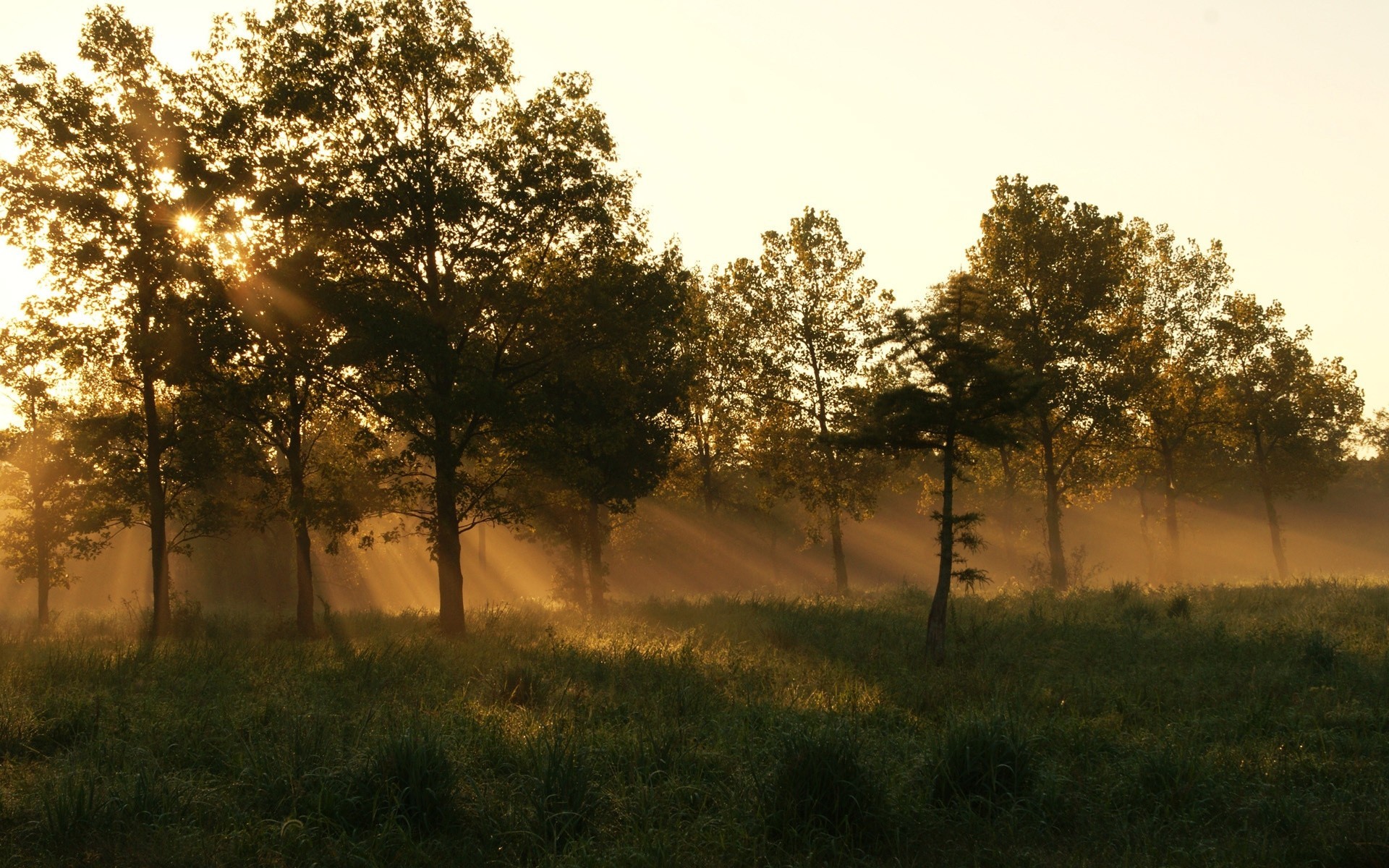 morgen sommer gras wald nebel