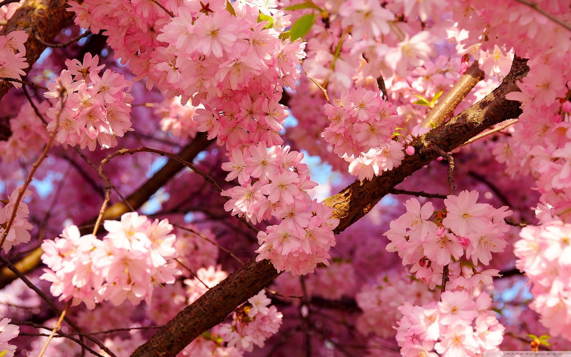 rose fleurs sakura