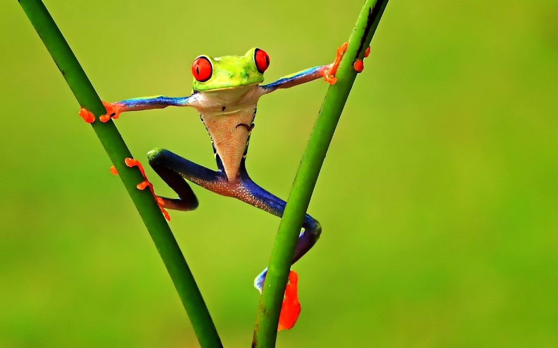 treefrog frog branche