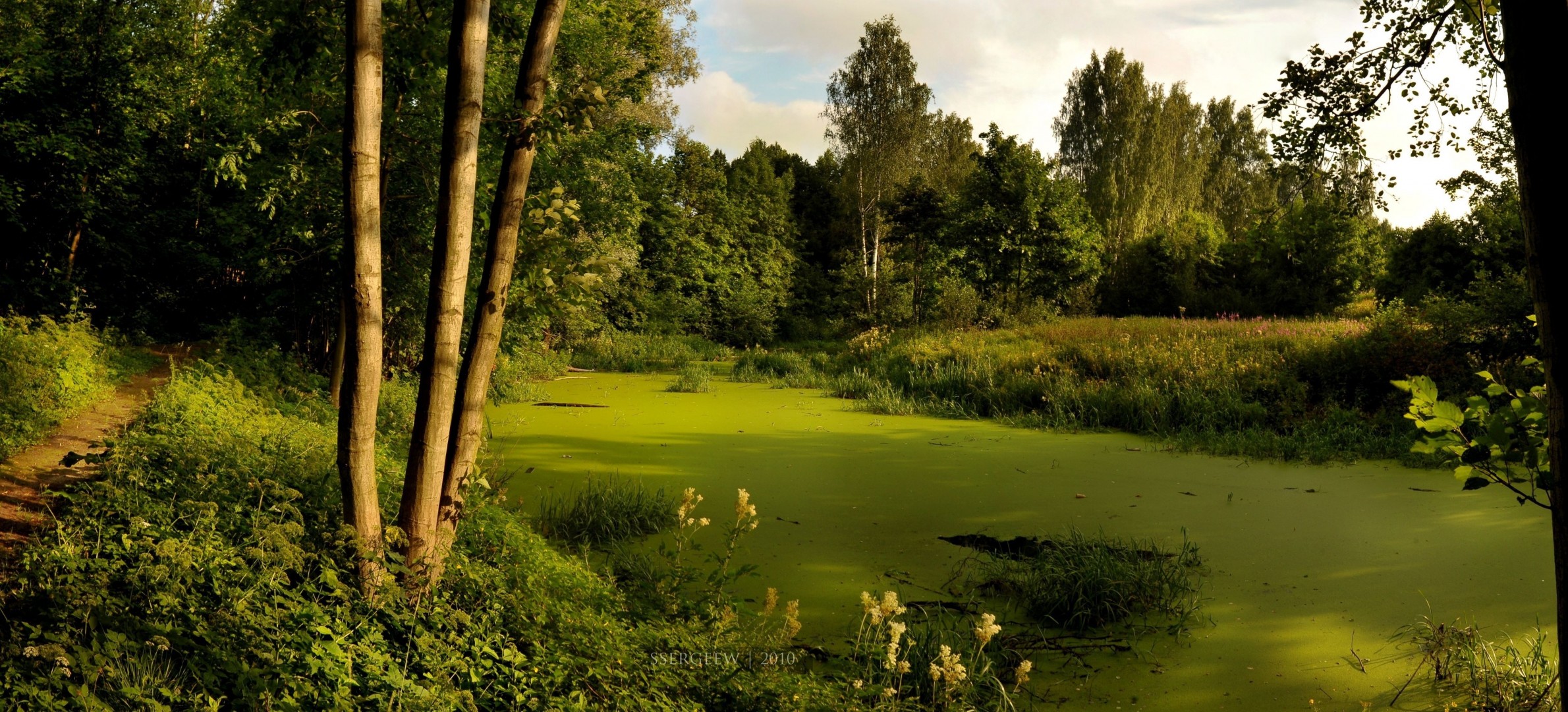 arbres forêt serg-sergeew rivière