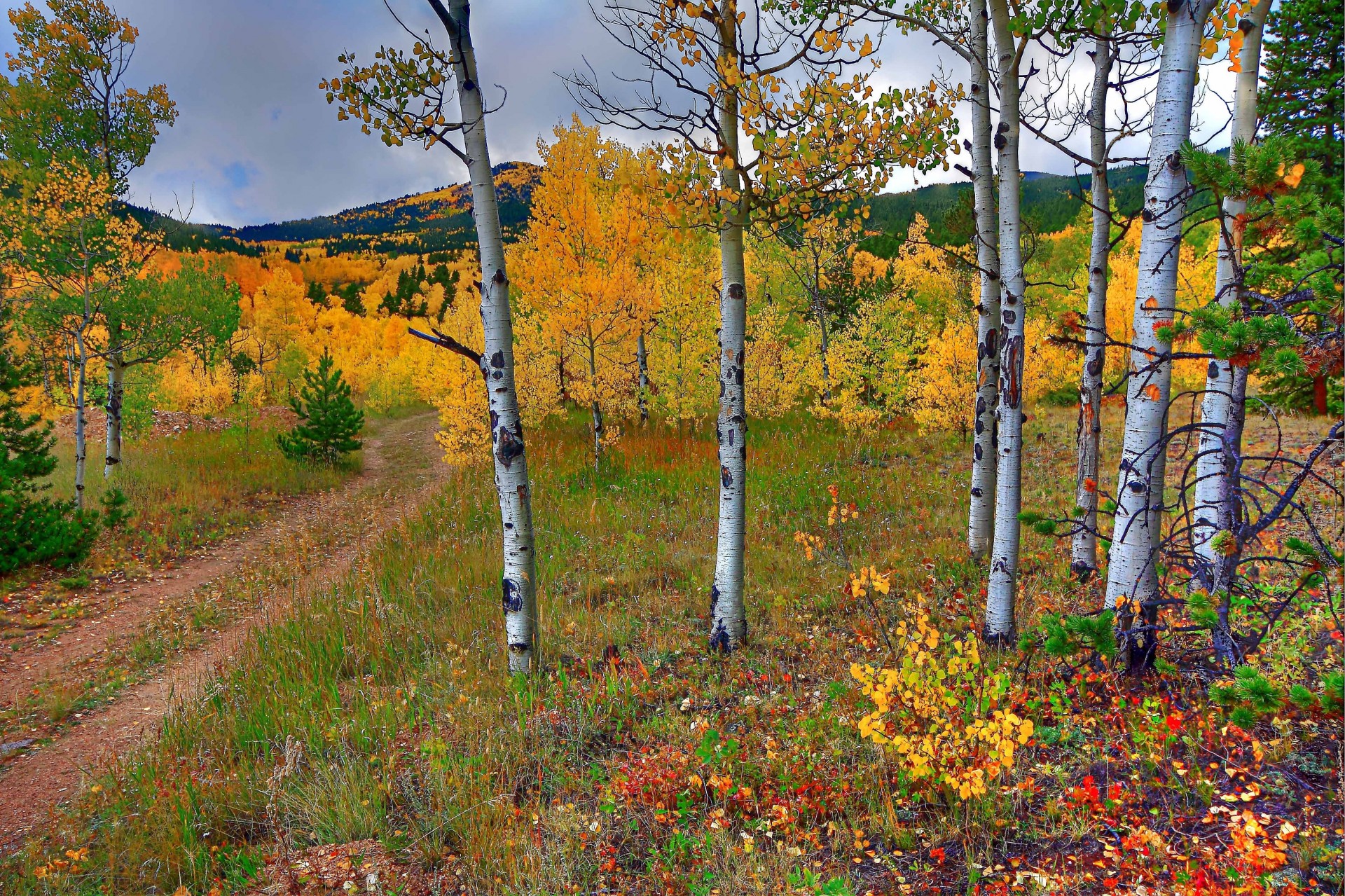 autumn tree landscape road mountain