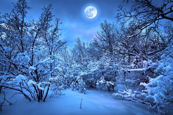 The snowy forest is illuminated by the moon