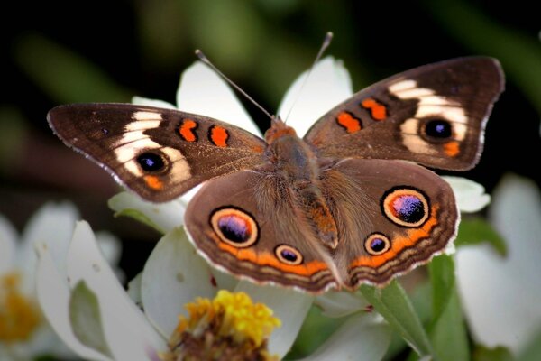 Una bella farfalla con motivi sulle ali si sedette su un fiore