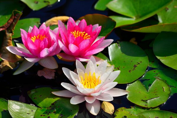 Fleurs roses de nénuphar sur fond de feuilles vertes