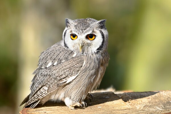 Baby owl look away with interest