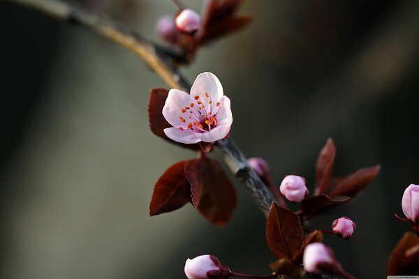 Branche fleurie d abricot