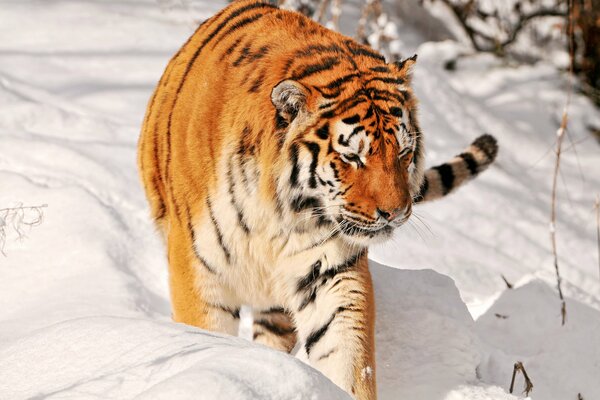 Der Amur-Tiger schleicht sich durch den weißen, tiefen Schnee