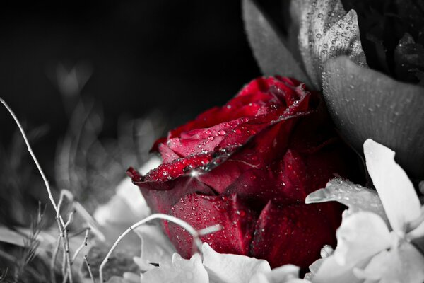 Red flower with drops on a black background