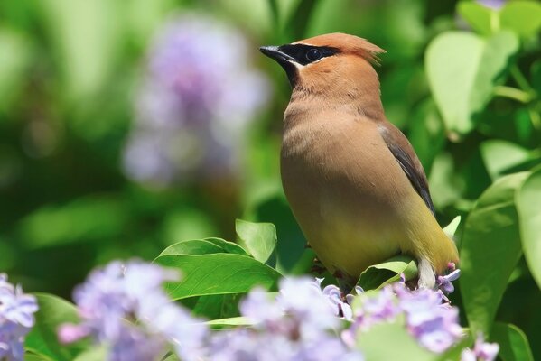 The whistler bird is sitting on a lilac bush