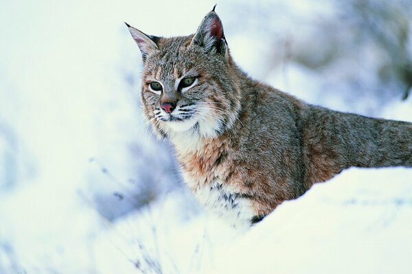 Lince sulla neve che guarda in lontananza