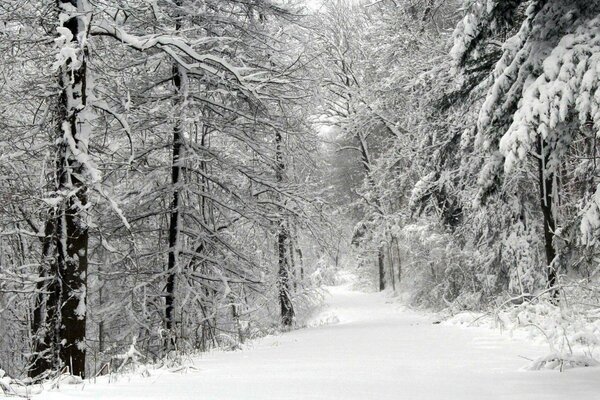 Forêt d hiver après une tempête de neige