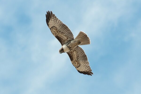 Oiseau faucon planant haut dans le ciel